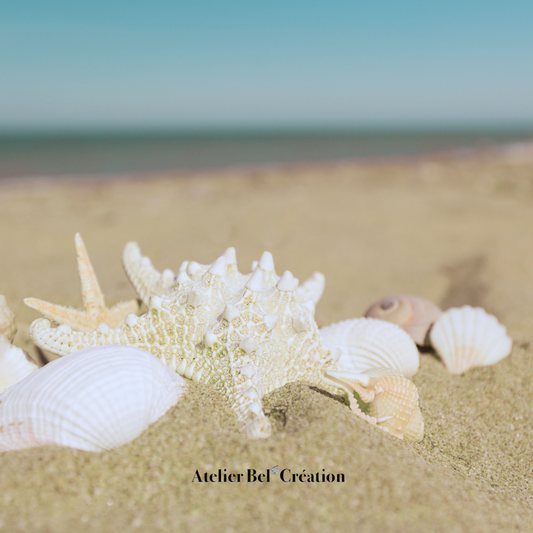 Le Pouvoir Énergétique des Coquillages